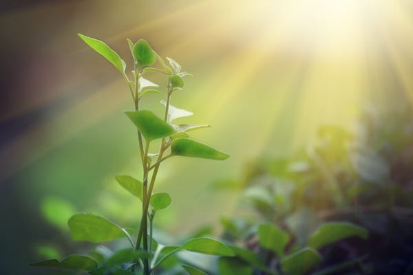 sun shining on a growing plant, depicting sustainable growth